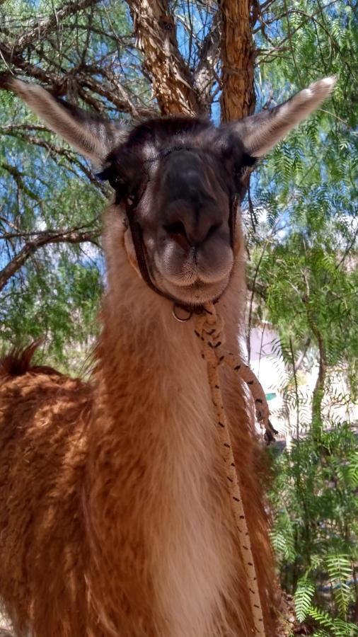 Dormir Con Llamas Maimará Exterior foto